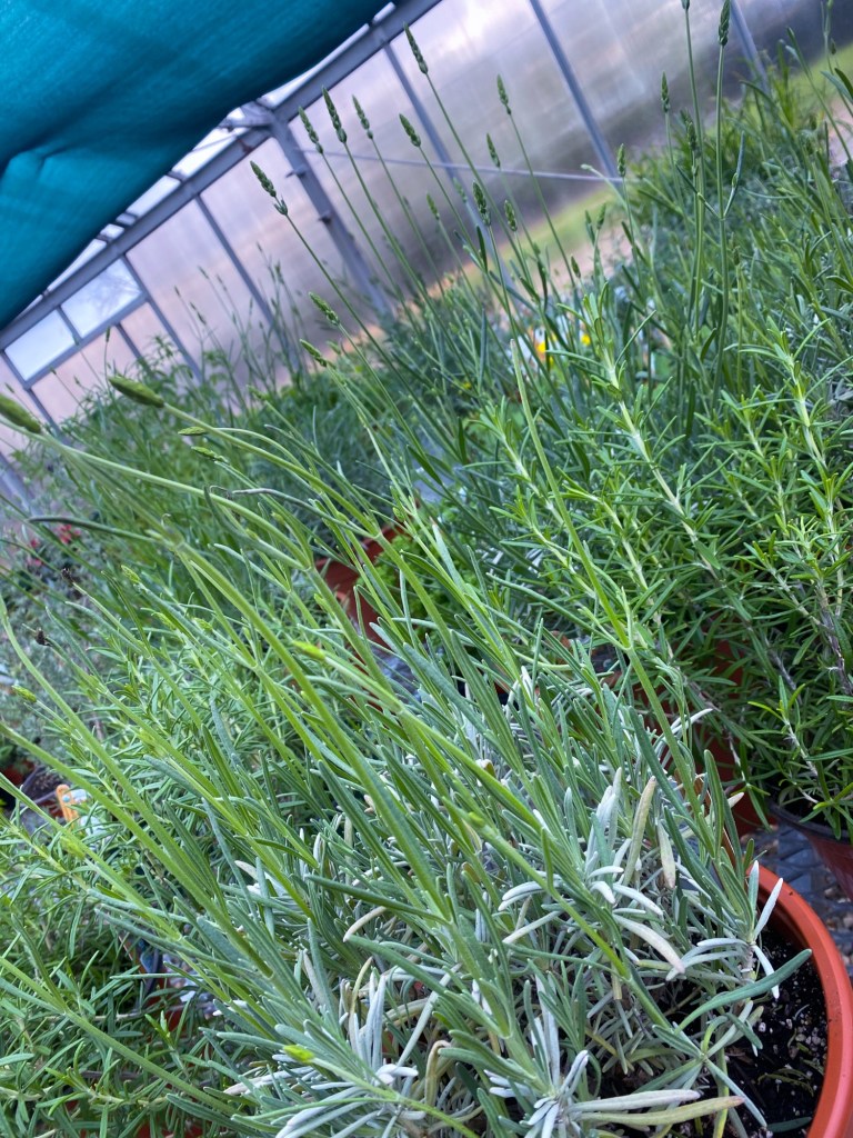 Fresh Herbs in Bristol cT
