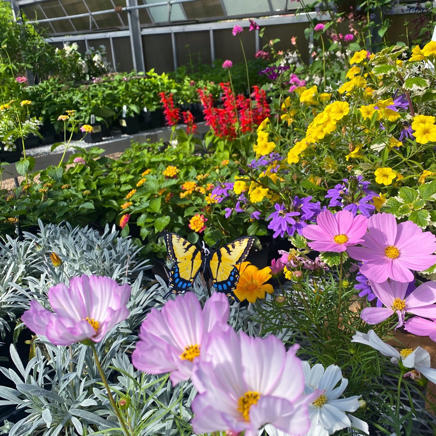 Greenhouse Plants in CT