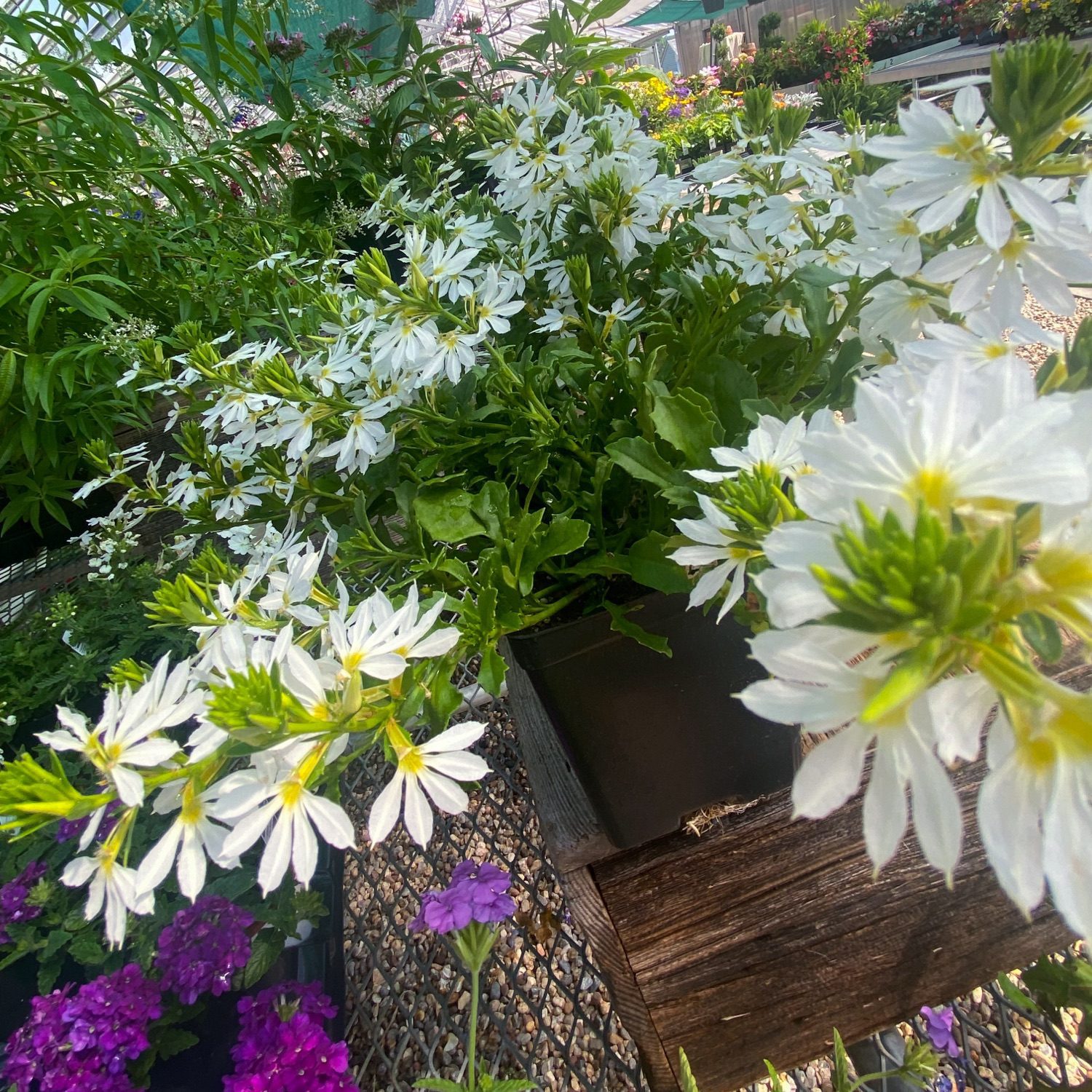 Greenhouse Flowers in CT