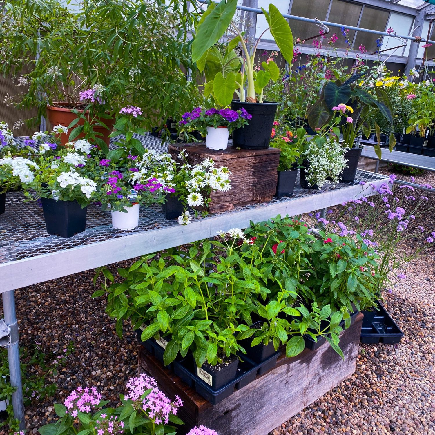 Greenhouse Flowers in CT