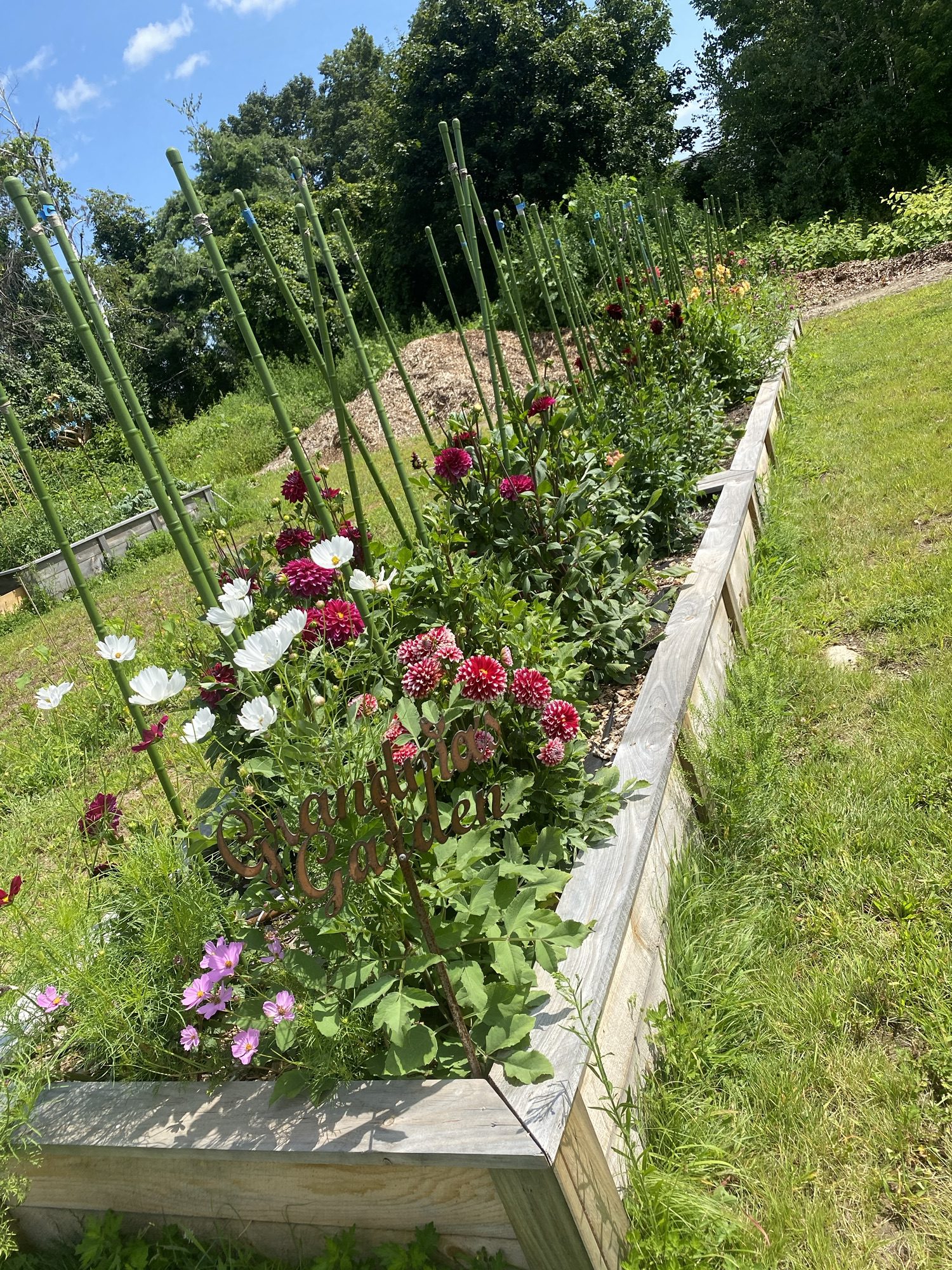 Cut Flowers Bristol CT