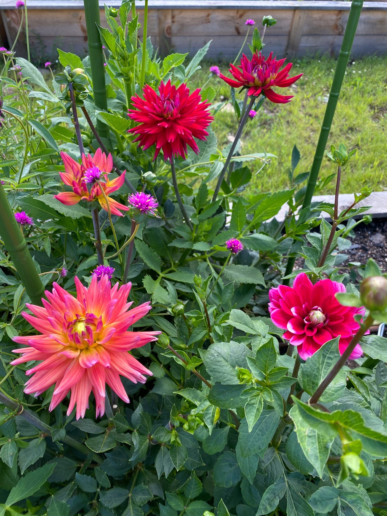Cut Flowers Bristol CT