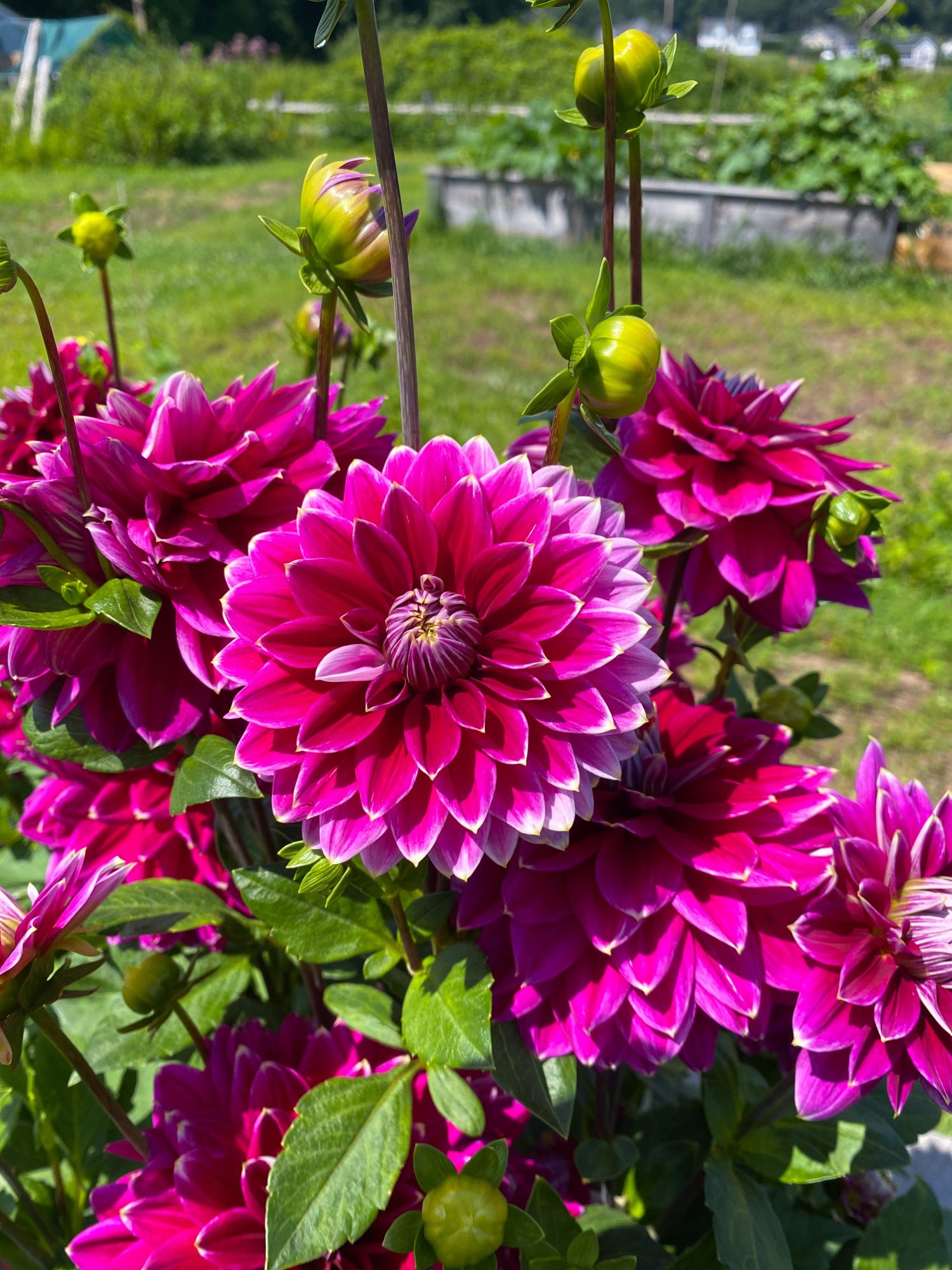 Cut Flowers Bristol CT