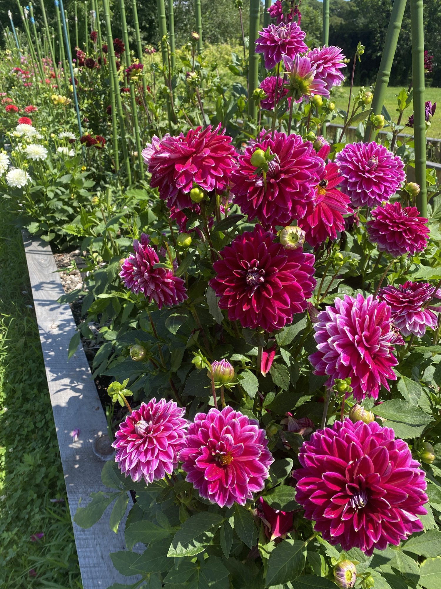 Cut Flowers Bristol CT