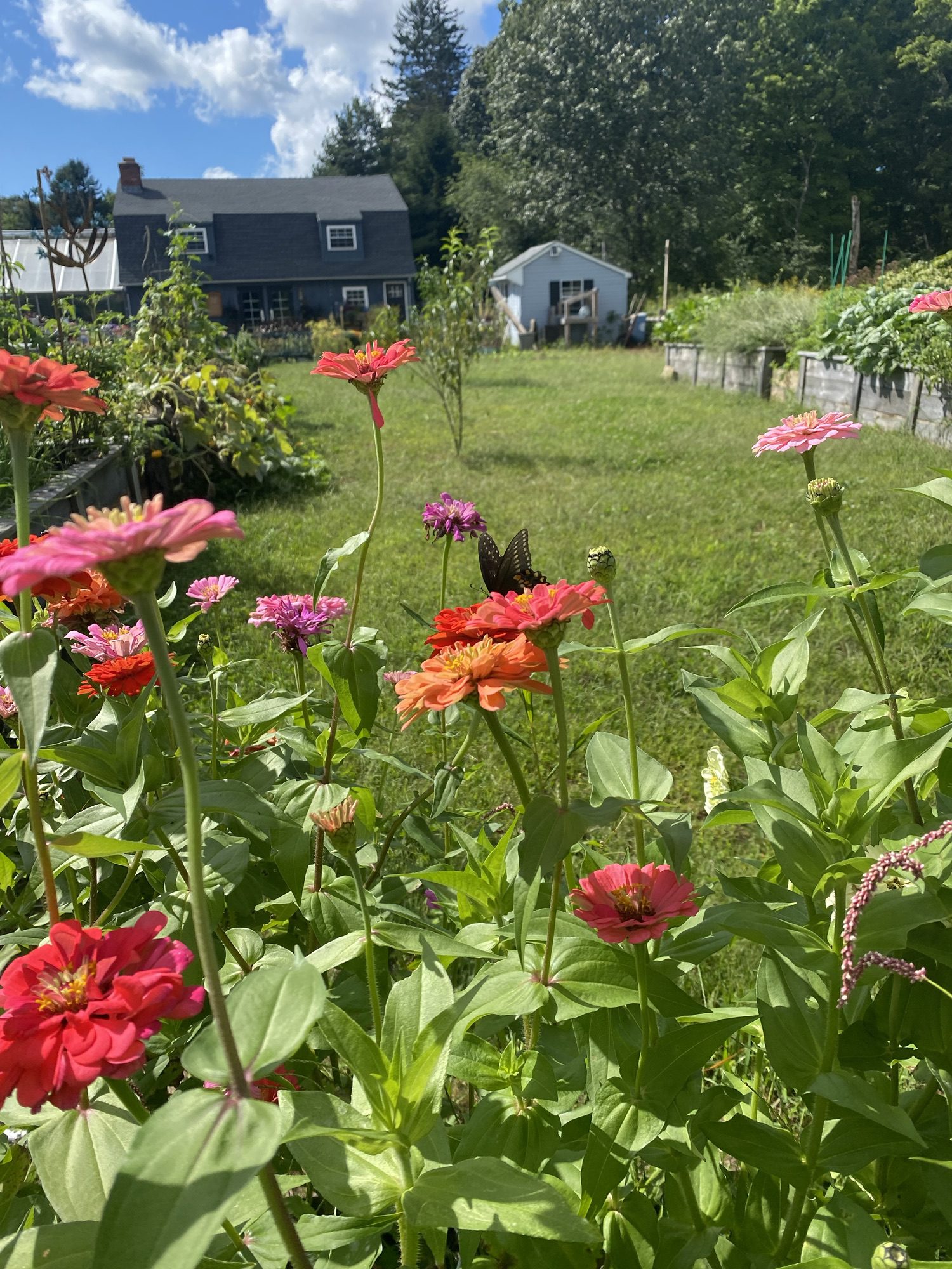 Cut Flowers Bristol CT