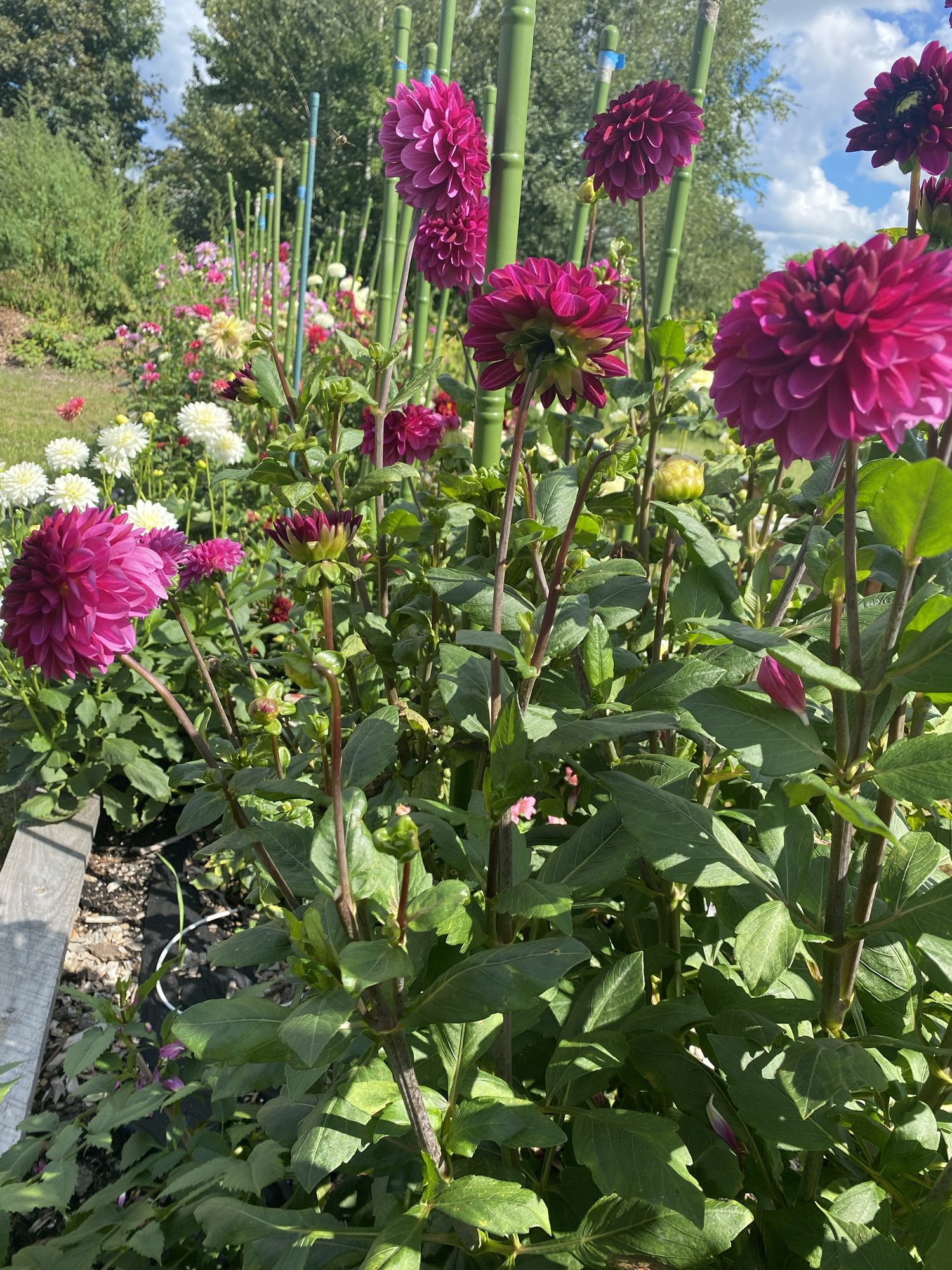 Cut Flowers Bristol CT