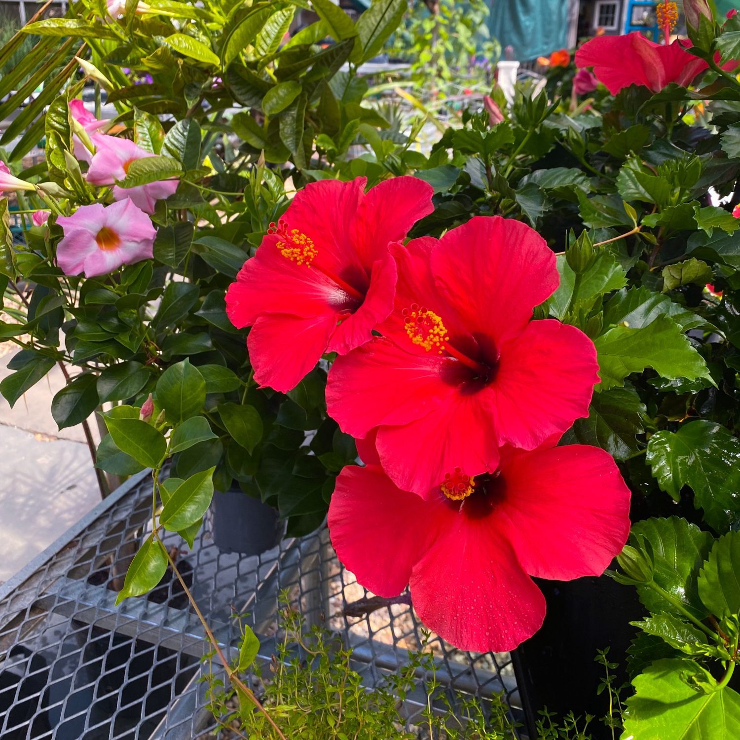 Tropical Plants in CT